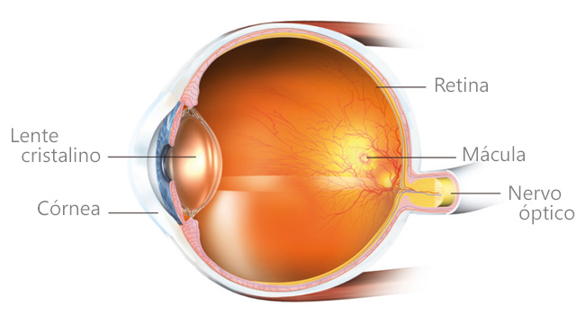 Corte transversal esquemático do olho